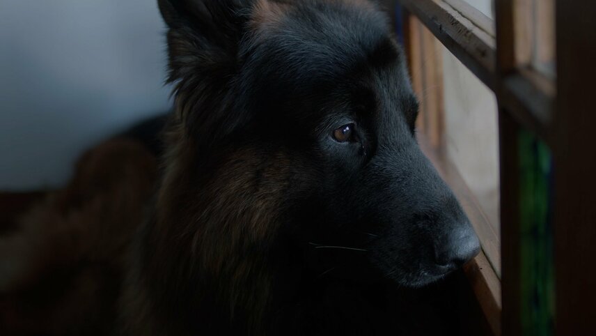A black and brown dog is peering through a window