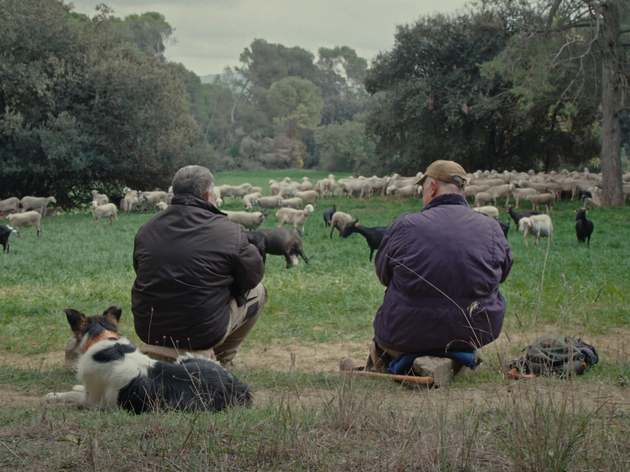 Two shepherds and a dog are sitting in a field, watching over a flock of sheep